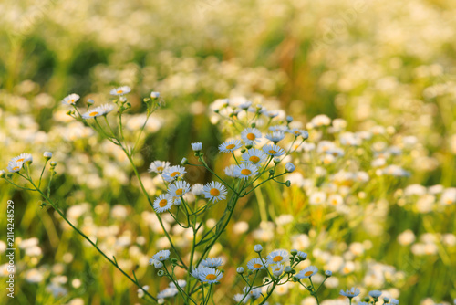 Field of daisy fleabane flowers blooming in bright sunlight during summer in North America