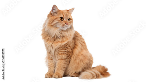 Cuadro en lienzo Fluffy longhair ginger domestic cat sitting calmly isolated on transparent backg