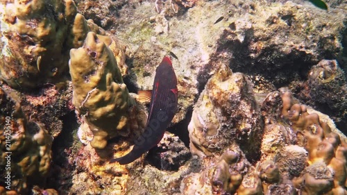 Redbreast wrasse, Cheilinus fasciatus, swimming among hard corals, vibrant underwater reef environment, sunny tropical sea floor, marine biology study, scuba diving travel background