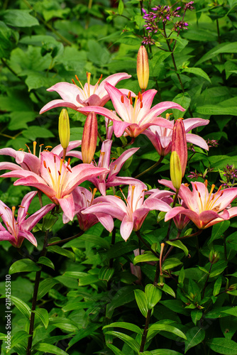 Beautiful Pink Lily Flowers Blooming Among Lush Green Garden Foliage