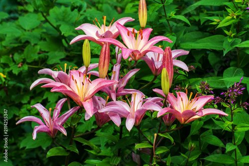 Blooming Pink Lily Flowers with Fresh Buds in a Lush Summer Garden