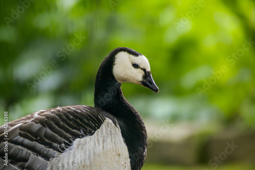 Canvastavla Close-up portrait photo of Branta leucopsis Barnacle goose head