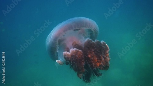 Warty jellyfish swimming, Versuriga anadyomene drifting through blue tropical ocean water, marine wildlife biology, underwater nature exploration