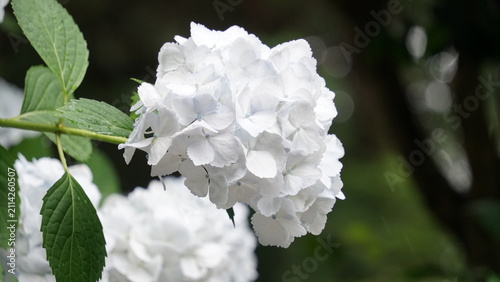 紫陽花