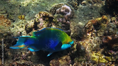 Blue parrotfish swimming near seabed, Chlorurus microrhinos foraging among tropical coral reef rocks, marine biology background, ocean conservation media