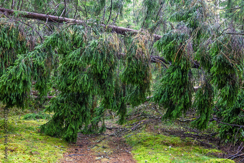 Falled spruce over forest path after a storm