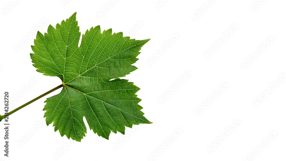 Obraz premium Single green grape leaf with detailed veins isolated on transparent background