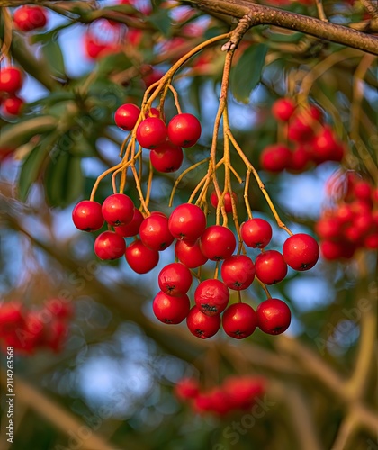 Clusters of vibrant red berries adorn a sunlit branch, softly blurred background