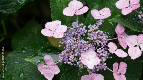 紫陽花