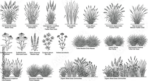 Bild auf Leinwand Botanical line art set of labeled ornamental grasses and wildflowers for landsca