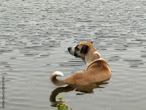 A dog in the water in a lake