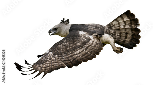 Quadro su tela Majestic harpy eagle with powerful wings spread, isolated on transparent backgro