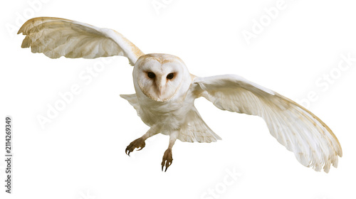 White barn owl with outstretched wings flying, isolated on transparent background
