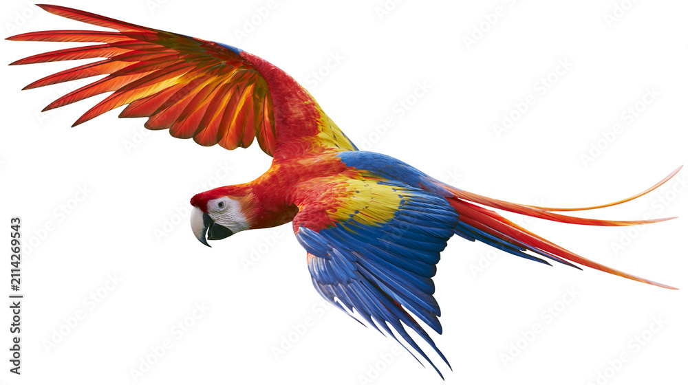 Fototapeta premium Vibrant scarlet macaw parrot with spread wings, isolated on transparent background