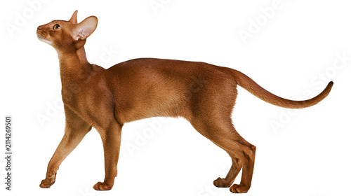 Bild auf Leinwand Elegant Abyssinian cat with short russet fur standing alert, isolated on transpa