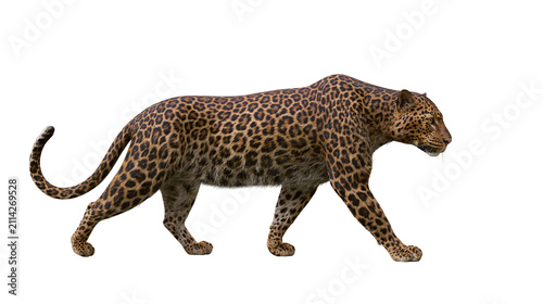 Canvas Print Spotted leopard walking gracefully, isolated on transparent background
