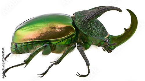 Konstfotografi Metallic green iridescent rhinoceros beetle with large curved horn, isolated on