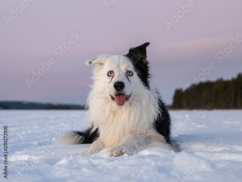 Cuadro en lienzo Portrait of a blue-eyed Border Collie lying on a frozen lake at sunset in a snowy Nordic landscape