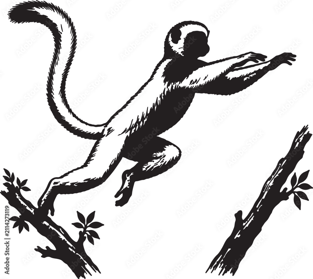 Fototapeta premium Sifaka Lemur Leaping Between Tree Branches