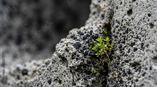 Фотография Small green plant growing in a crack of volcanic rock