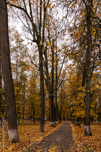 Park alley with bright yellow foliage and paved path on cloudy day. Beautiful autumn landscape, embracing the concept of nature's transformation and a walk in the fresh air. Golden autumn.