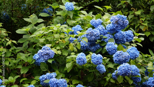紫陽花
