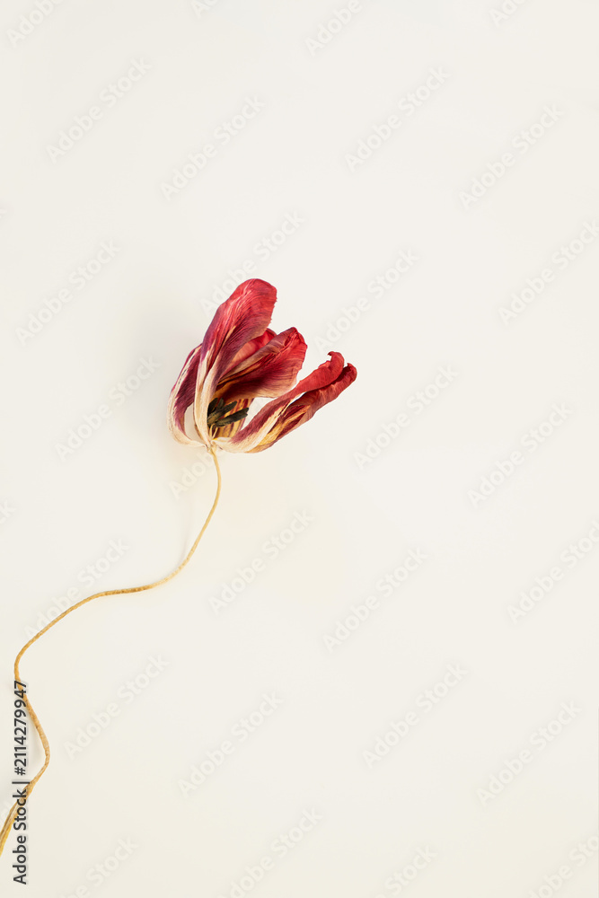 Obraz premium Dried red tulip flower top view with artistic minimal composition