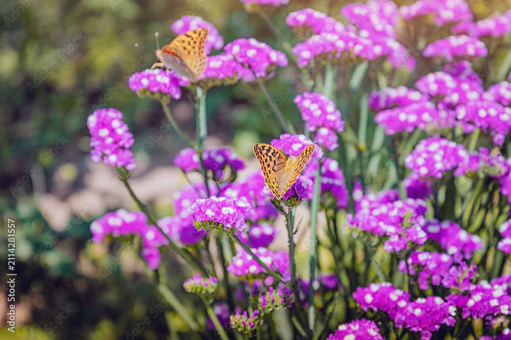 Obraz premium Two fritillary butterflies feeding on vibrant purple statice wildflowers in soft sunlight.