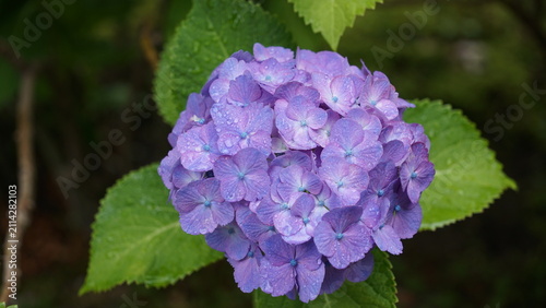 紫陽花