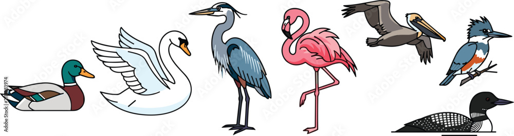 Obraz premium Birds Including Swan, Duck, Flamingo, Heron, Pelican, Kingfisher, and Loon in Various Poses and Colors