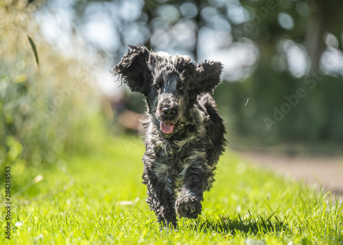 Canvastavla Blue Roan English Cocker Spaniel Approaching Camera Outdoors