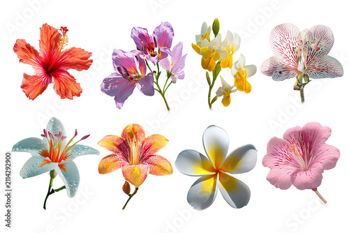 Tropical flower collection isolated on transparent background  colorful exotic botanical PNG cutout set
