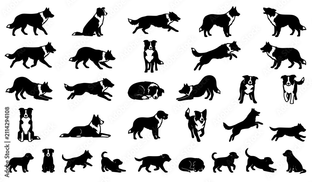 Fototapeta premium Border Collie Dog Silhouette Mega Bundle Vector Collection