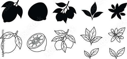 Lemon Fruit Silhouette and Outline Botanical Collection with Leaves Flowers and Citrus Vector Elements