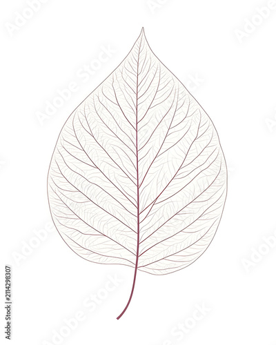 Natural tree or leaf isolated white background for decorate