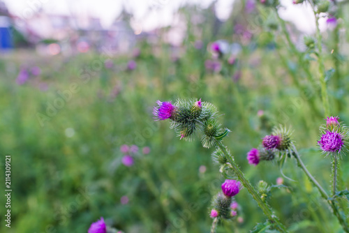 Фотография Spear thistle, Cirsium vulgare, displays vivid purple flower heads surrounded by sharply spined bracts in an unmanaged meadow