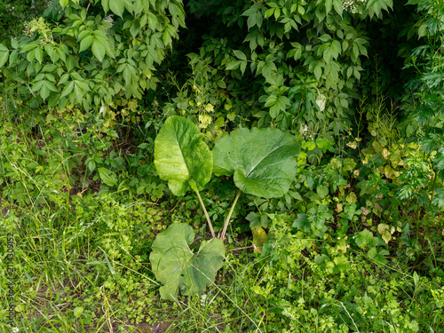 Obraz na plátně Greater burdock, Arctium lappa, grows at the edge of dense woodland with broad heart-shaped leaves on long stalks