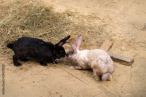 Two domestic rabbits interacting on a hay covered ground. Black and white bunnys touching noses in a friendly embrace. Wildlife nature concept with fluffy animal on a farmyard.