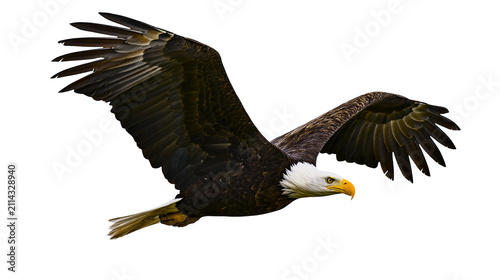 Bald eagle bird with spread wings flying
