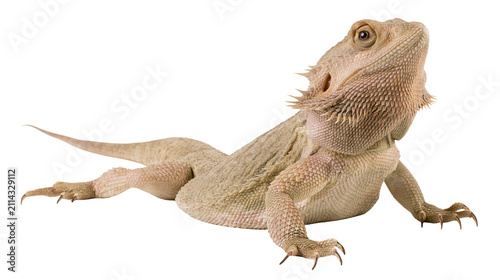 Obraz na płótnie Bearded dragon reptile with spiky scales and claws