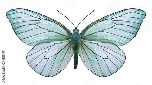 Pale green butterfly with dark veins on wings