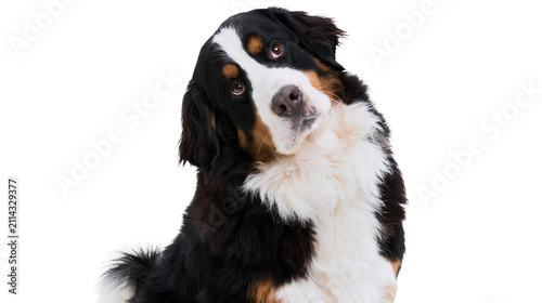 Bernese Mountain Dog with curious head tilt