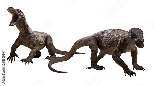 Canvastavla Two Komodo dragons one with mouth open, on white