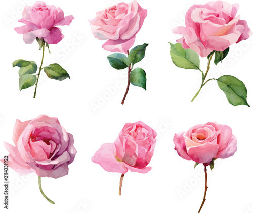 pink roses isolated on white