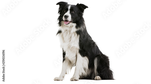 Quadro su tela Black and white Border Collie dog sitting attentively