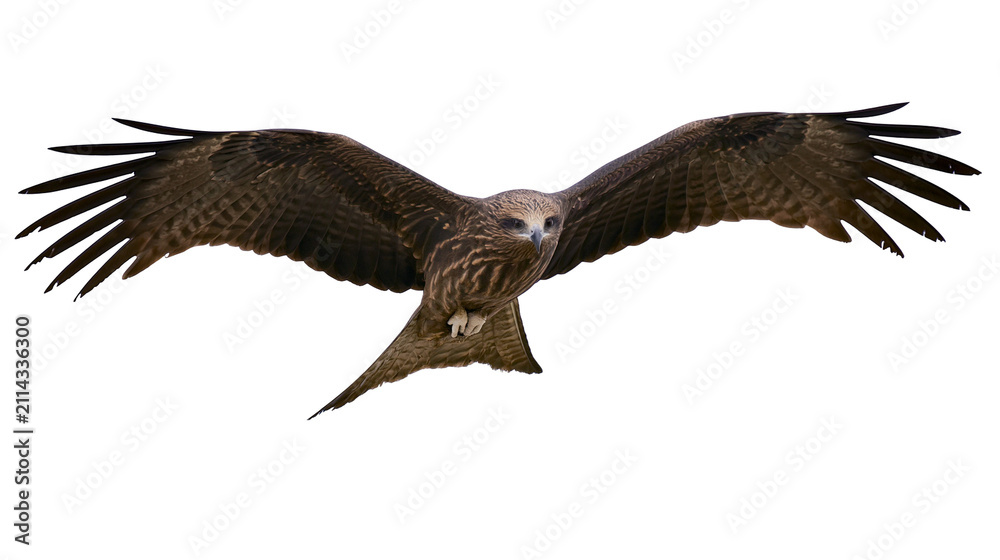 Obraz premium Brown eagle with spread wings flying