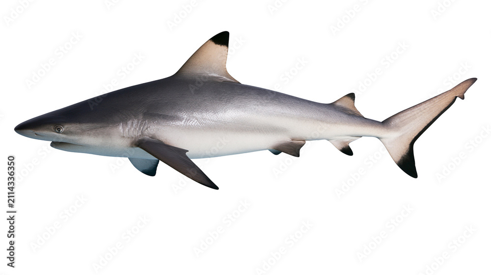 Obraz premium Blacktip reef shark swimming side view, grey and white
