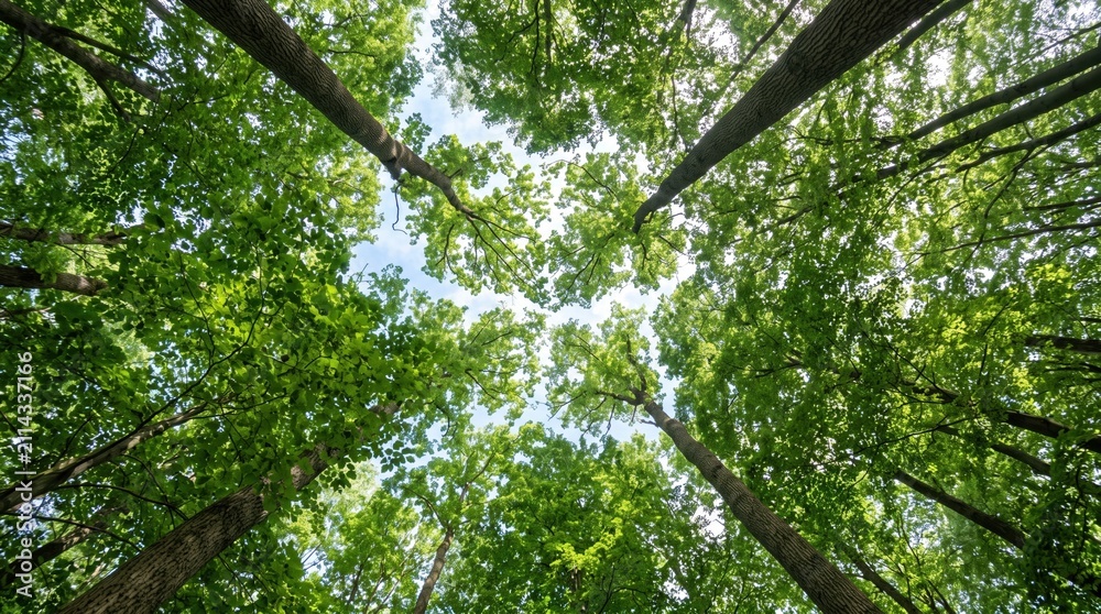 Fototapeta premium Looking up through green forest canopy