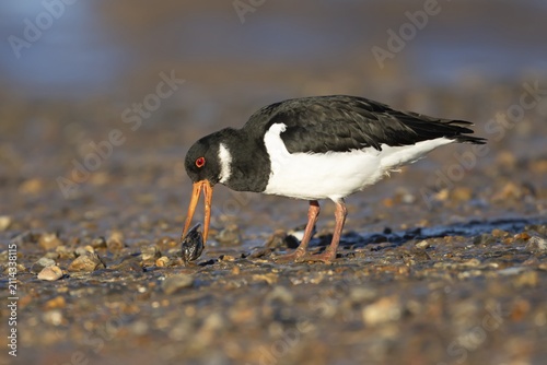 Eurasian oystercatcher (Haematopus ostralegus) adult wading bird feeding on a mussel shell on a shoreline, England, United Kingdom
