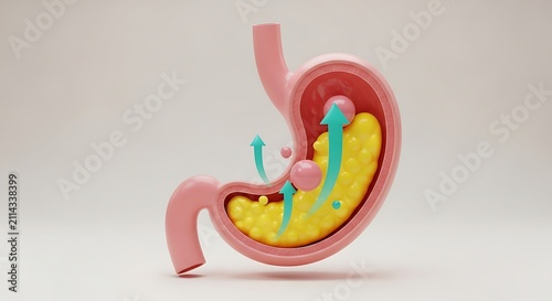 3D Stylized Human Stomach Cross-Section for Digestion and Health